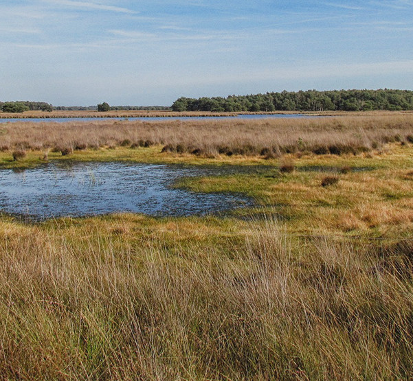 https://goosehavencanada.com/wp-content/uploads/2015/09/marshland.jpg