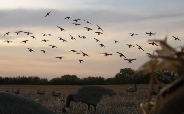 Waterfowl_hunting - Goose Haven Outfitters